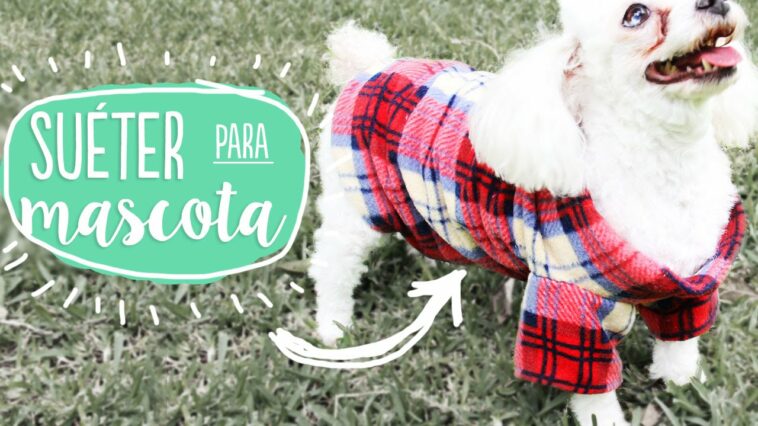 ¡Haz un suéter para tu mascota! calientito, bonito y fácil ✂️ Craftingeek