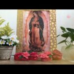 ? Rosas para la Virgen de Guadalupe