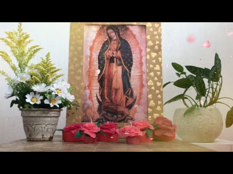 ? Rosas para la Virgen de Guadalupe
