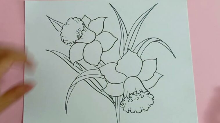 Cómo Dibujar Flores Dibujo de Narciso