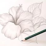 Dibujos A Lápiz Como Dibujar Una Flor / Hibiscus / How To Draw A Flower