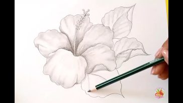 Dibujos A Lápiz Como Dibujar Una Flor / Hibiscus / How To Draw A Flower